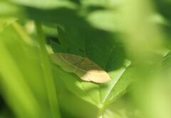 Trisateles emortualis