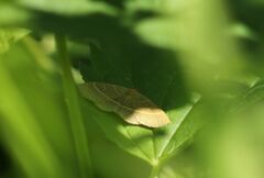 Trisateles emortualis