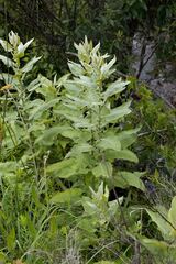 Senecio panduriformis