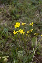 Senecio parentalis