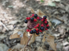 Paeonia mascula