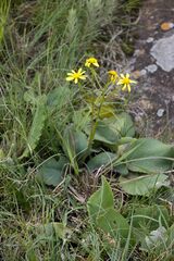 Senecio parentalis