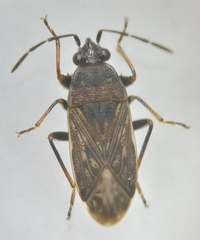 Peritrechus