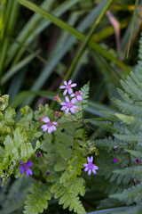 Senecio poseideonis