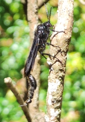 Elaphroptera