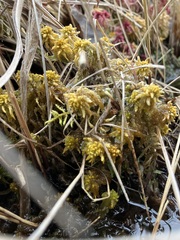 Sphagnum subsecundum
