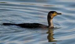 Phalacrocorax carbo sinensis