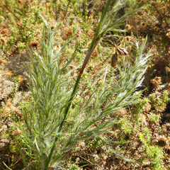 Thamnochortus insignis