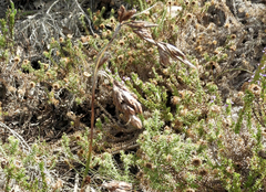 Thamnochortus insignis