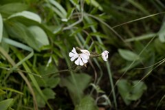 Silene undulata