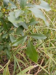 Fraxinus berlandieriana