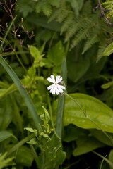 Silene undulata