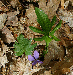 Viola palmata