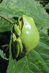 Hyla arborea