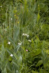 Valeriana capensis