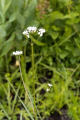 Valeriana capensis