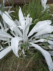 Senecio niveoaureus