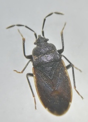 Drymus ryeii