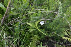 Wahlenbergia grandiflora