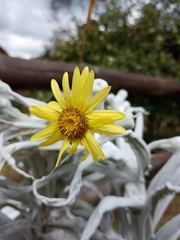 Senecio niveoaureus