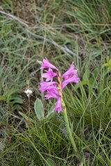 Watsonia lepida