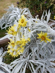 Senecio niveoaureus