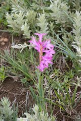 Watsonia lepida