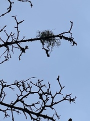 Usnea subfloridana
