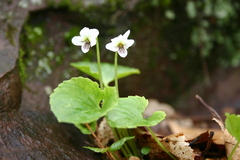 Viola blanda