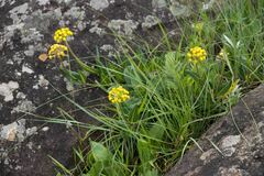 Xysmalobium tysonianum