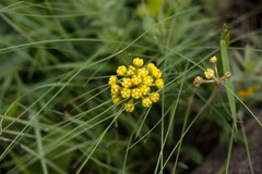 Xysmalobium tysonianum