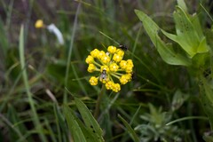 Xysmalobium tysonianum