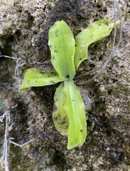 Pinguicula grandiflora