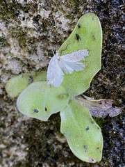 Pinguicula grandiflora