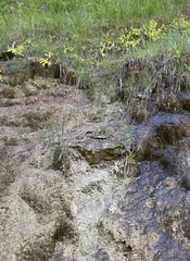 Pinguicula grandiflora