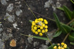 Xysmalobium tysonianum