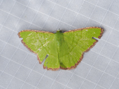 Ornithospila succincta