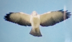 Buteo brachyurus