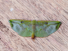 Omiza lycoraria