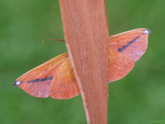 Omiza lycoraria