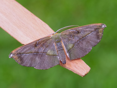 Omiza lycoraria