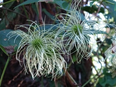 Clematis lasiandra