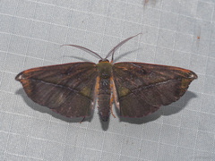 Omiza lycoraria