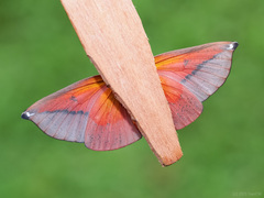 Omiza lycoraria