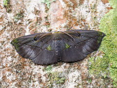 Omiza lycoraria