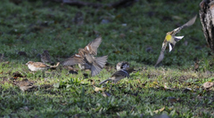 Passer domesticus