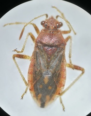 Rhopalus parumpunctatus