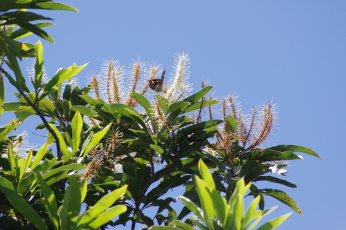 Image of Darlingia darlingiana by (c) coenobita, some rights reserved (CC BY)