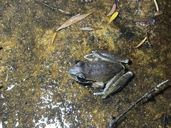Ranoidea lesueuri