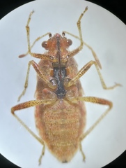 Rhopalus parumpunctatus